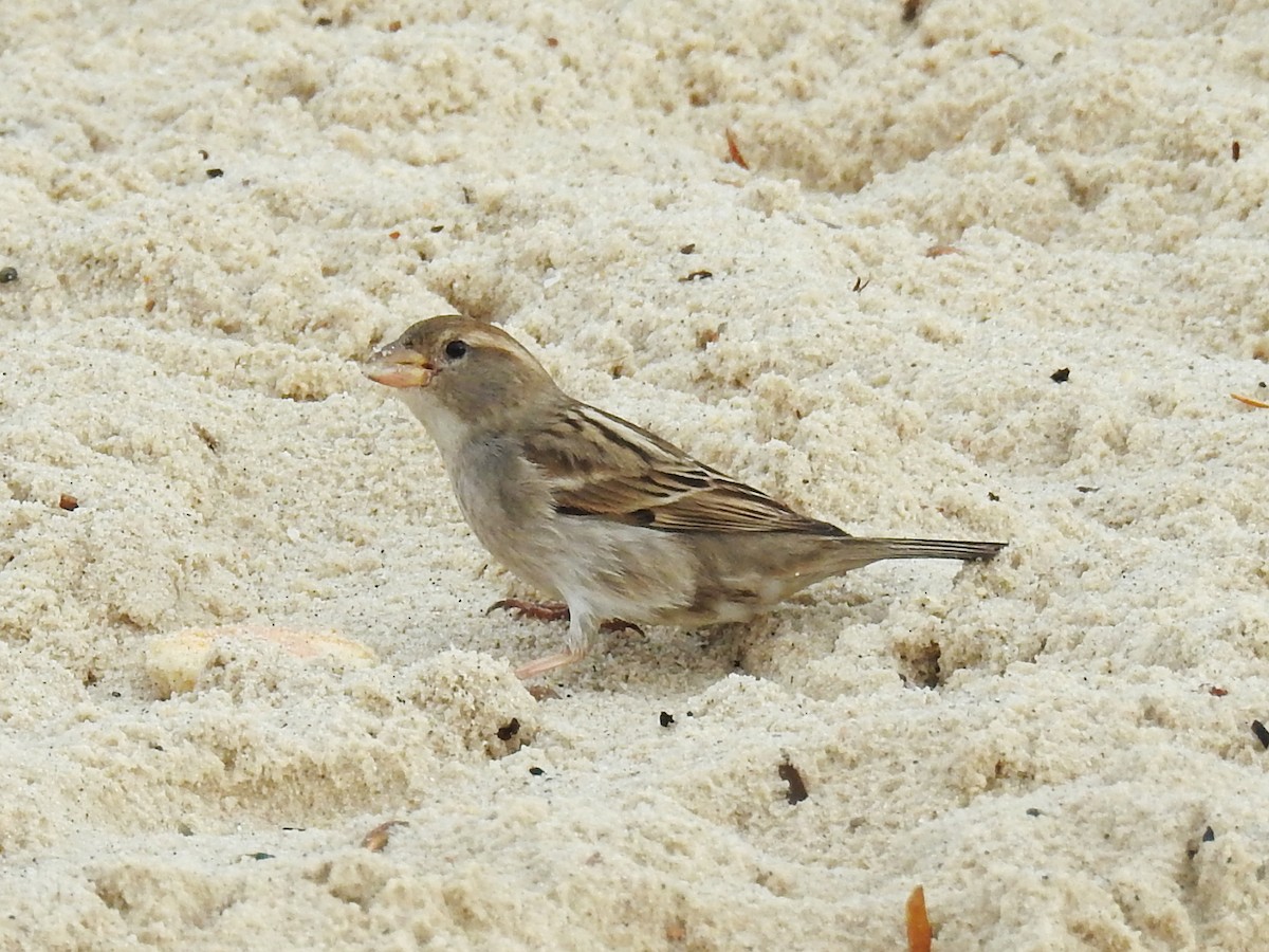 Spanish Sparrow - ML647016668