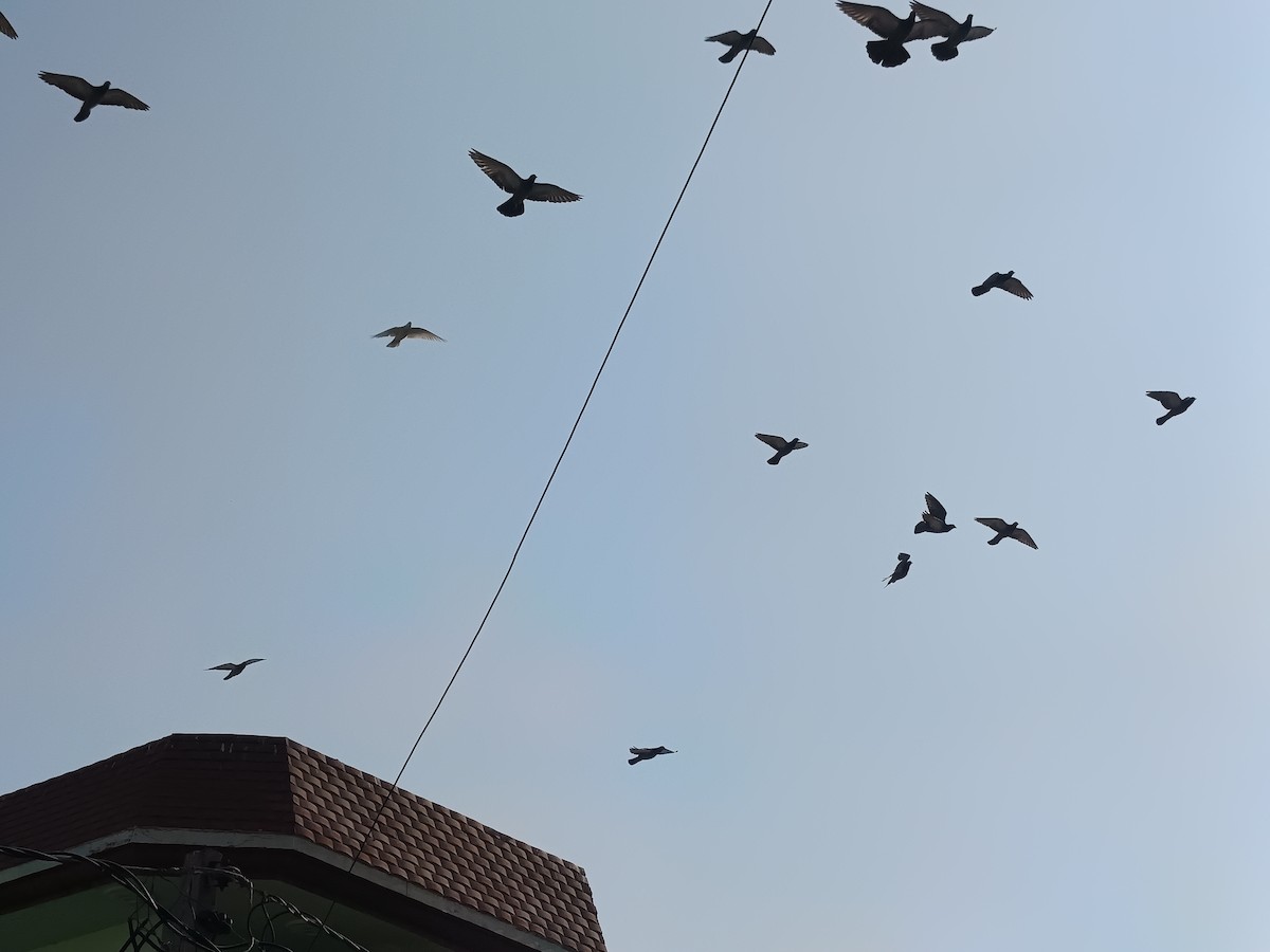 Rock Pigeon (Feral Pigeon) - ML647016674