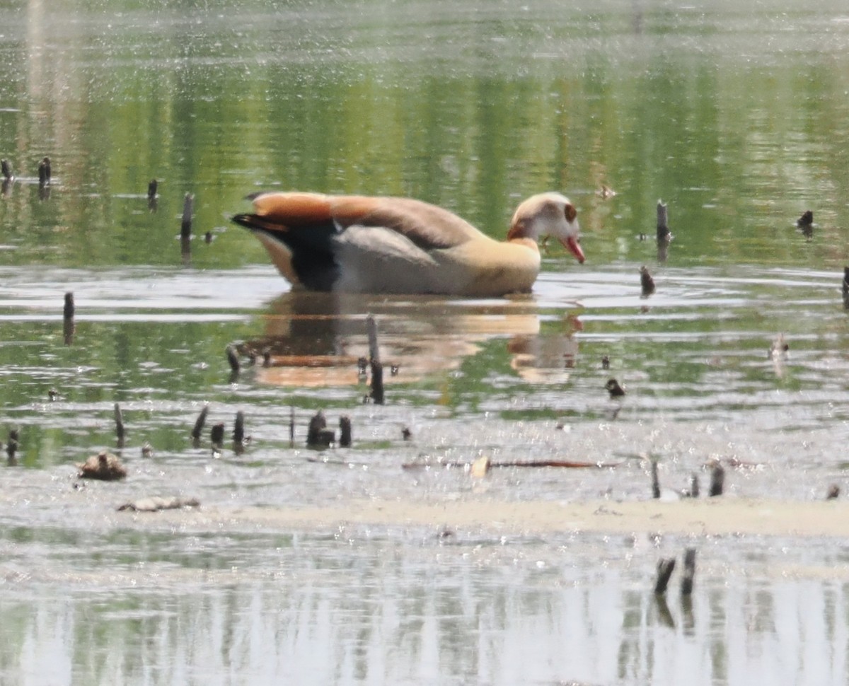 Egyptian Goose - ML647016680