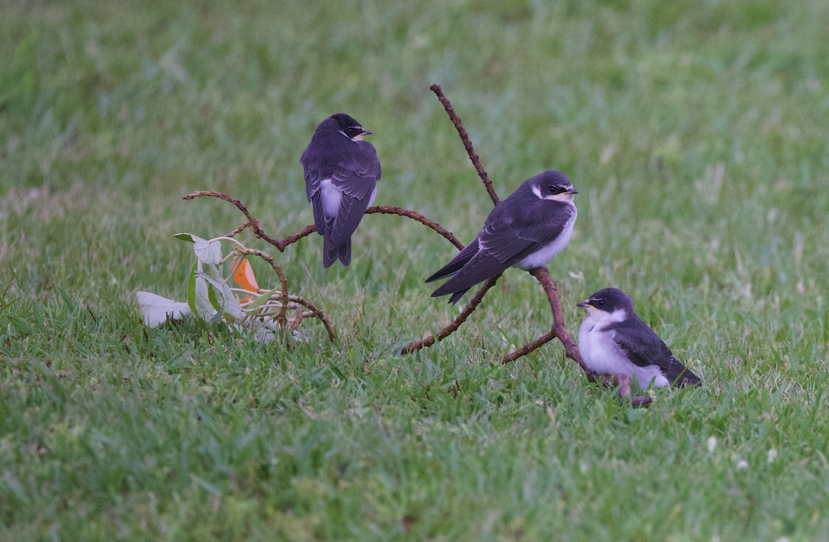 White-rumped Swallow - ML647016681