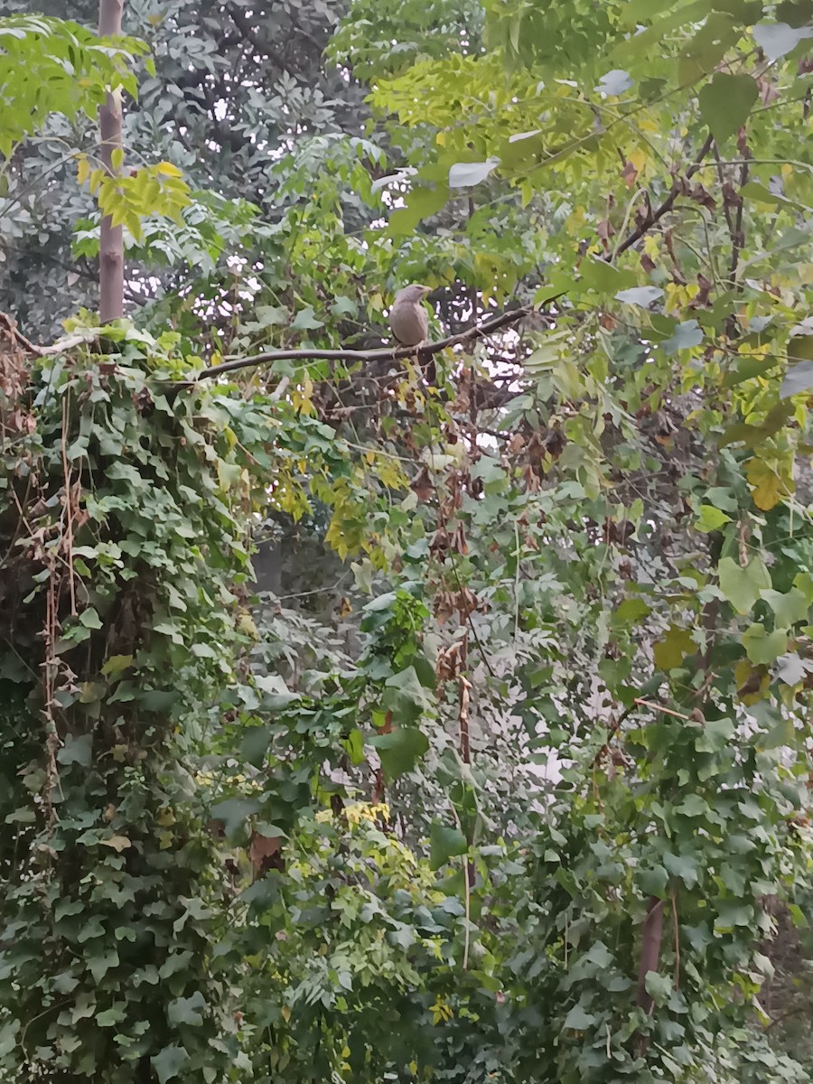 Jungle Babbler - ML647016689