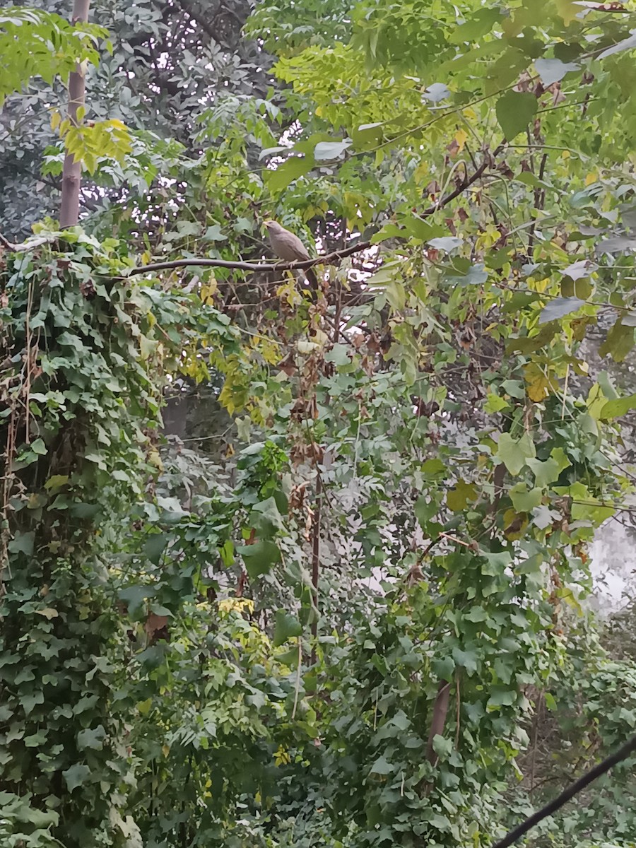 Jungle Babbler - ML647016690