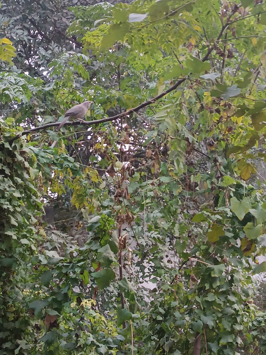 Jungle Babbler - ML647016691