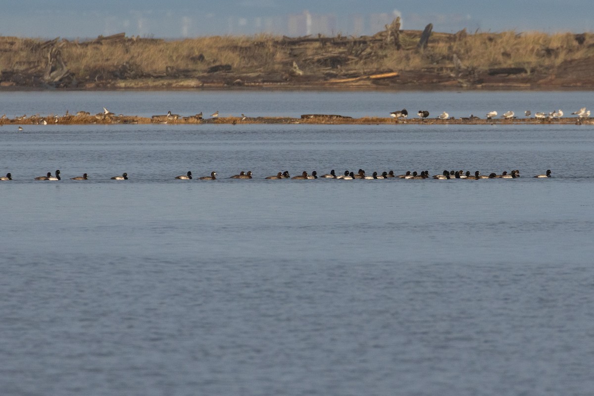 スズガモ - ML647016694