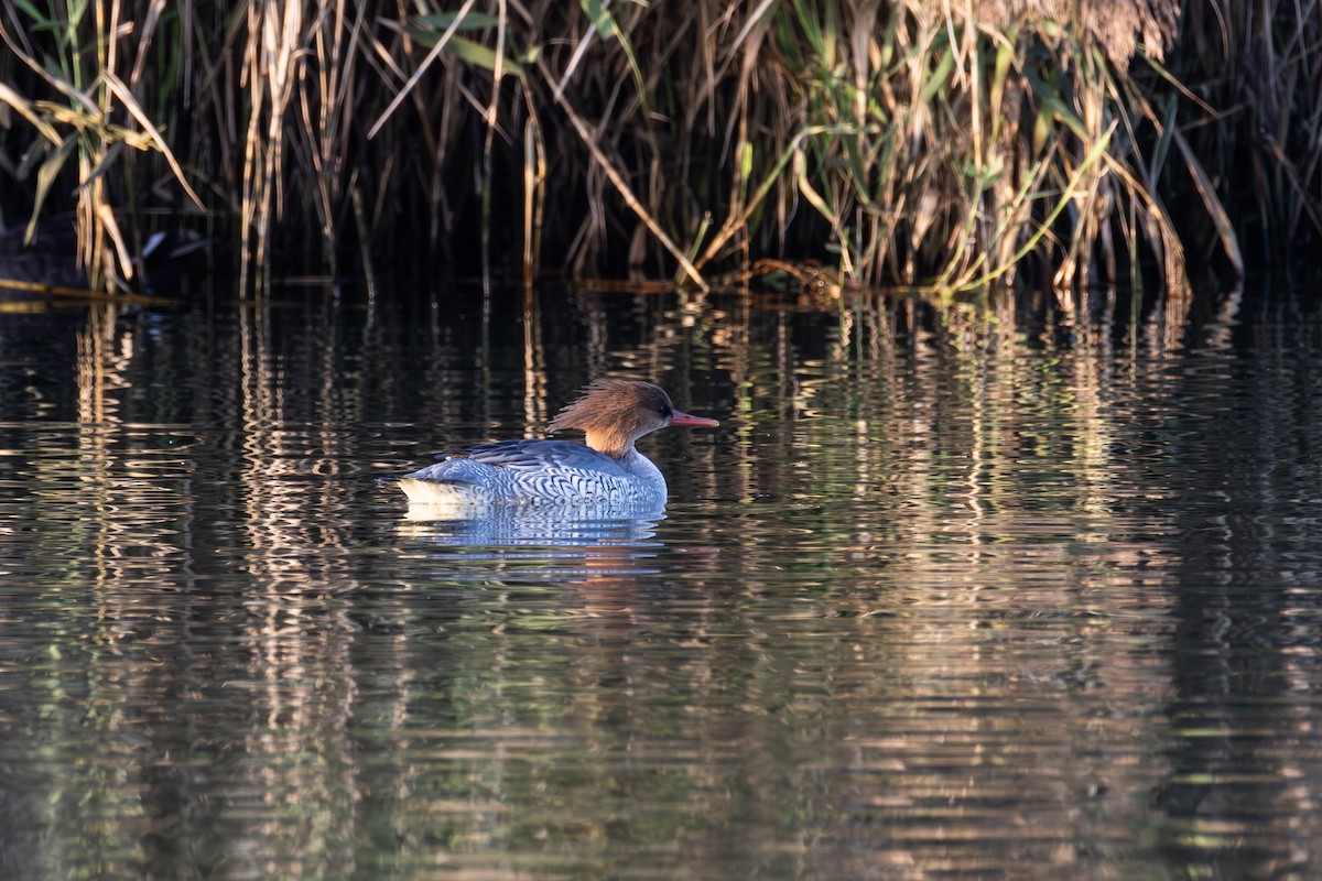Scaly-sided Merganser - ML647016700