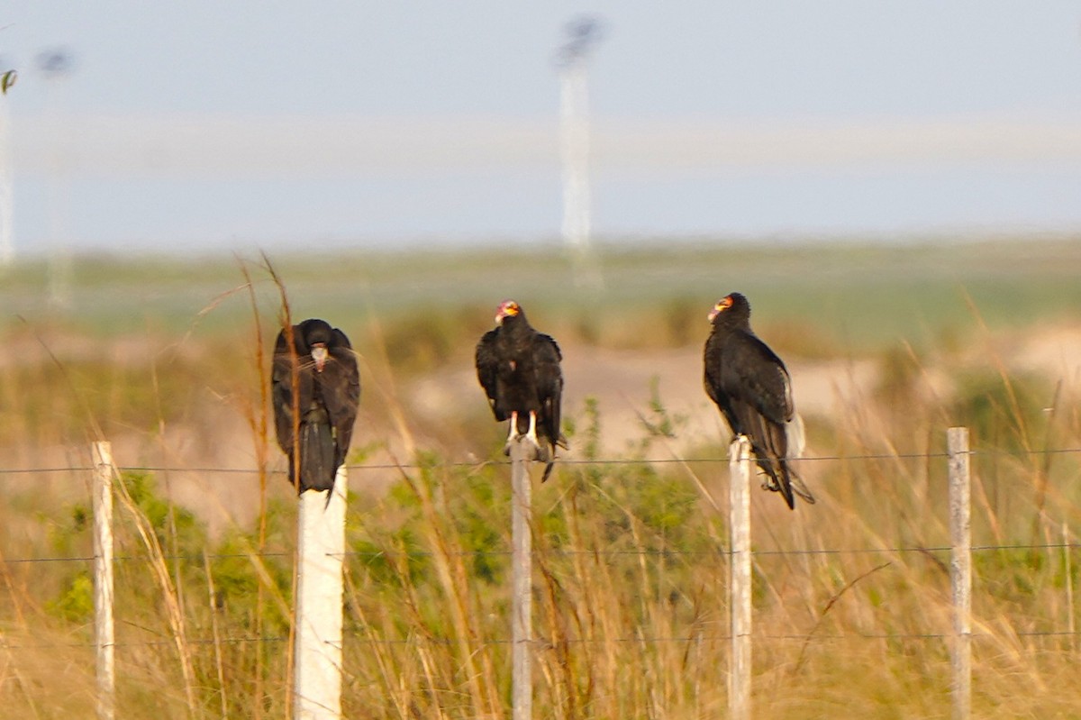 myrkondor - ML647016708