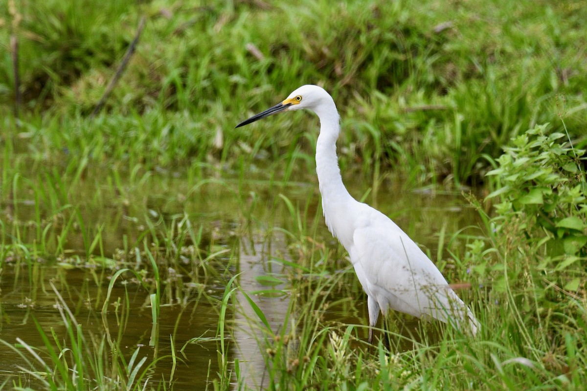 לבנית אמריקנית - ML647016710