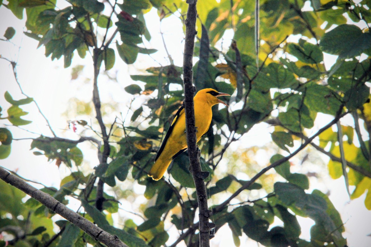 Вивільга індійська - ML647016711