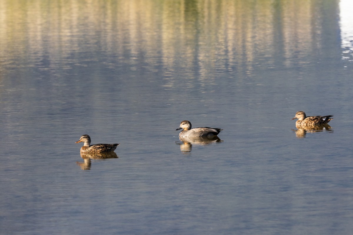 Gadwall - ML647016720