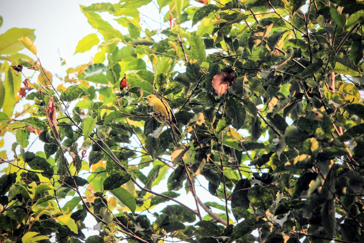 parkløvfugl - ML647016721