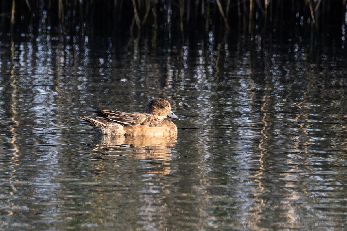 Eurasian Wigeon - ML647016727