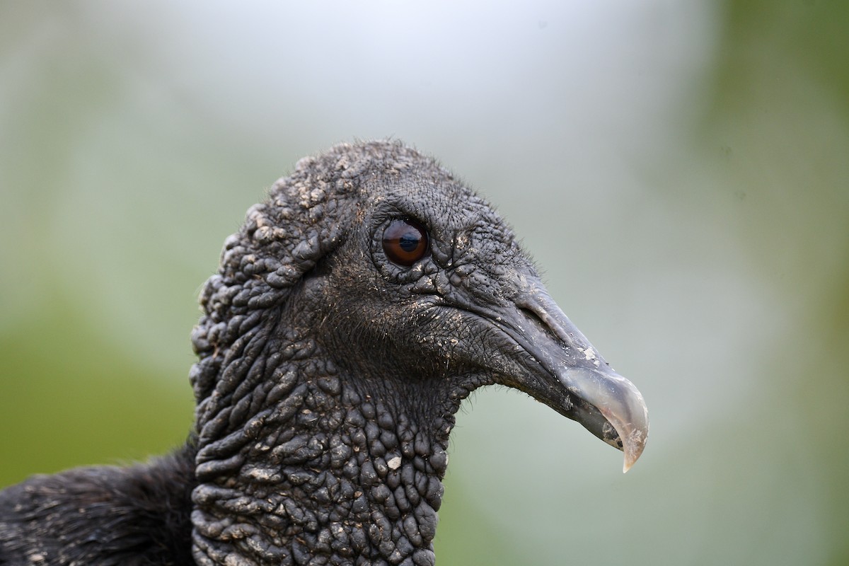 Чёрная катарта - ML647016734