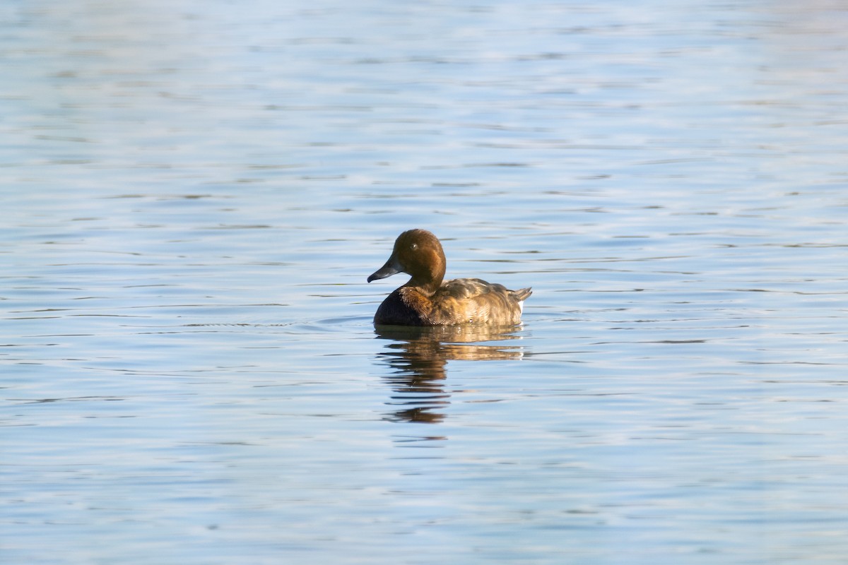Ferruginous Duck - ML647016735
