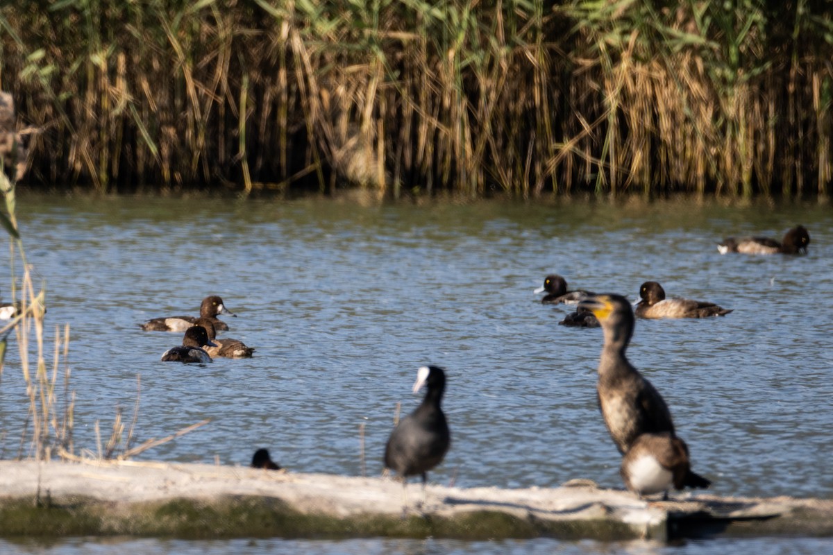 スズガモ - ML647016736