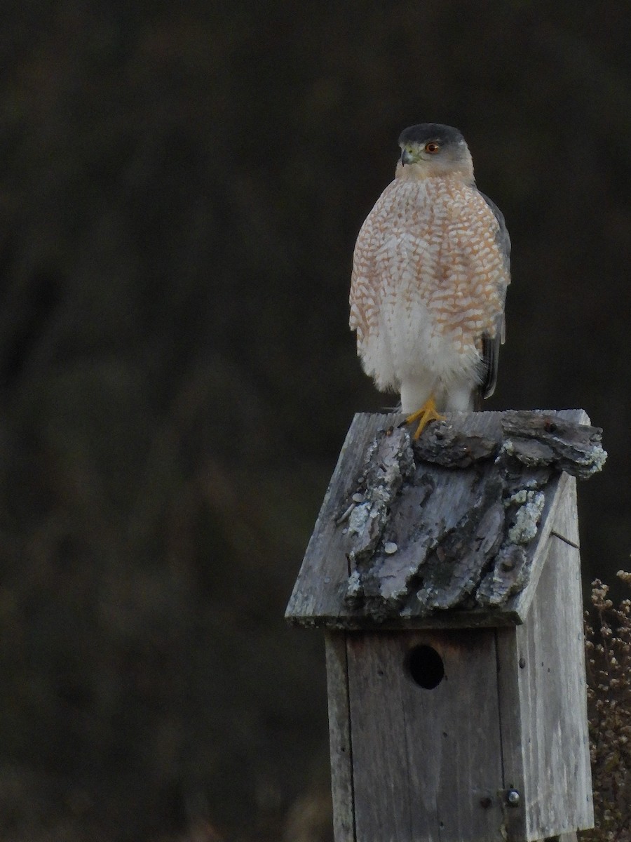 Cooper's Hawk - ML647016737