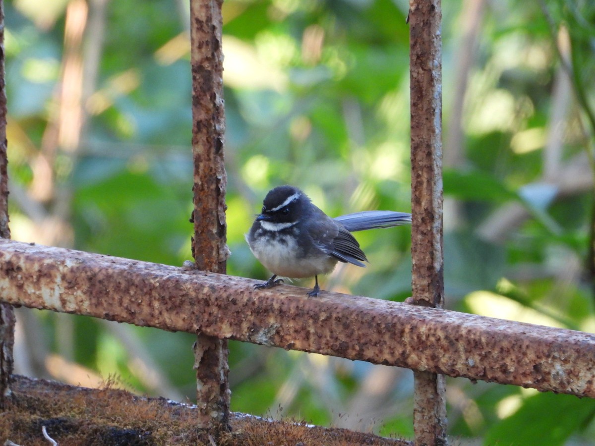 Spot-breasted Fantail - ML647016744