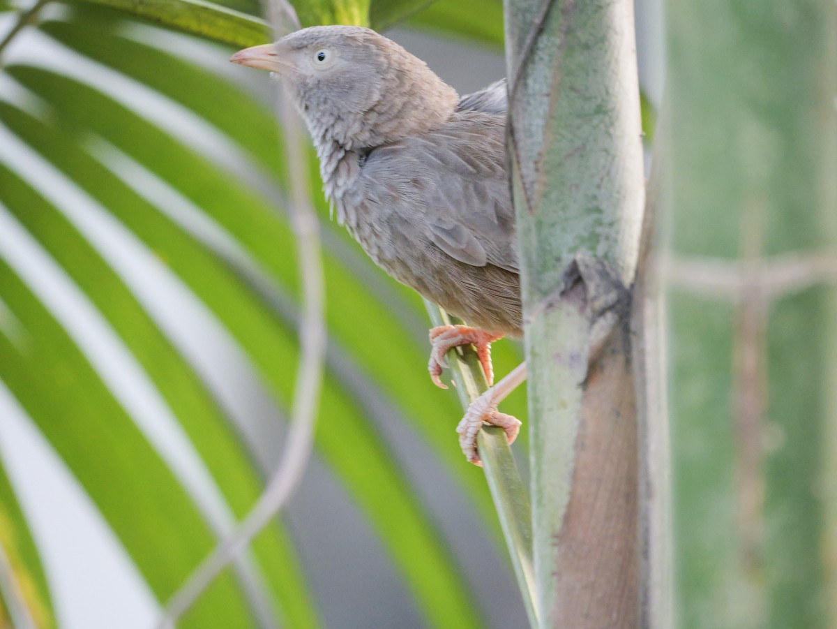 Yellow-billed Babbler - ML647016749
