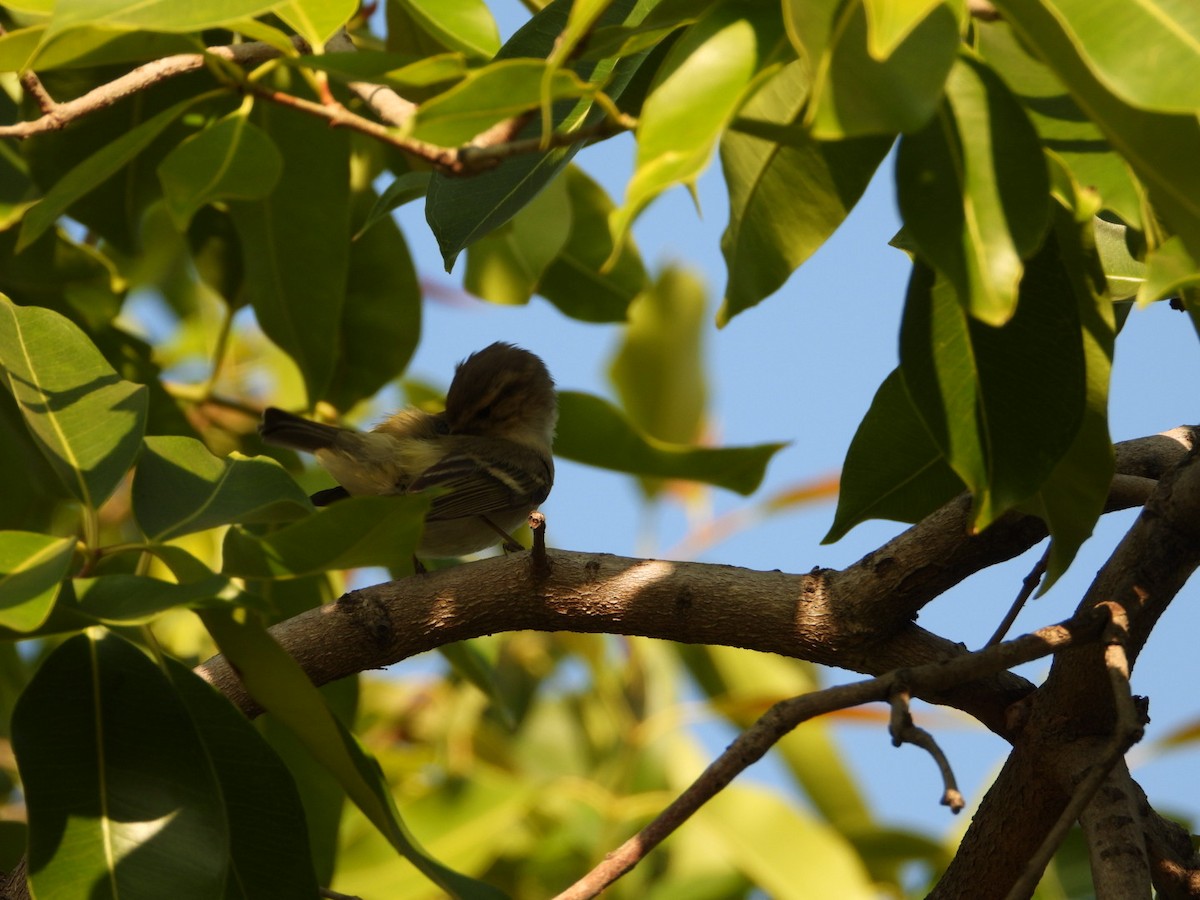 Hume's Warbler - ML647016751