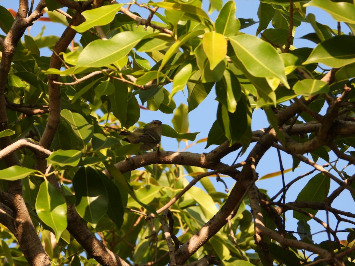 Hume's Warbler - ML647016752