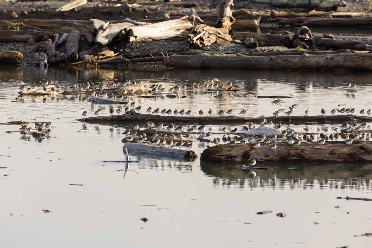 黑腹濱鷸 - ML647016758