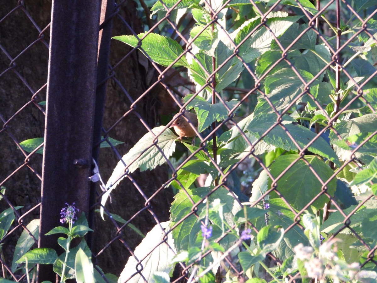 Tawny-bellied Babbler - ML647016760