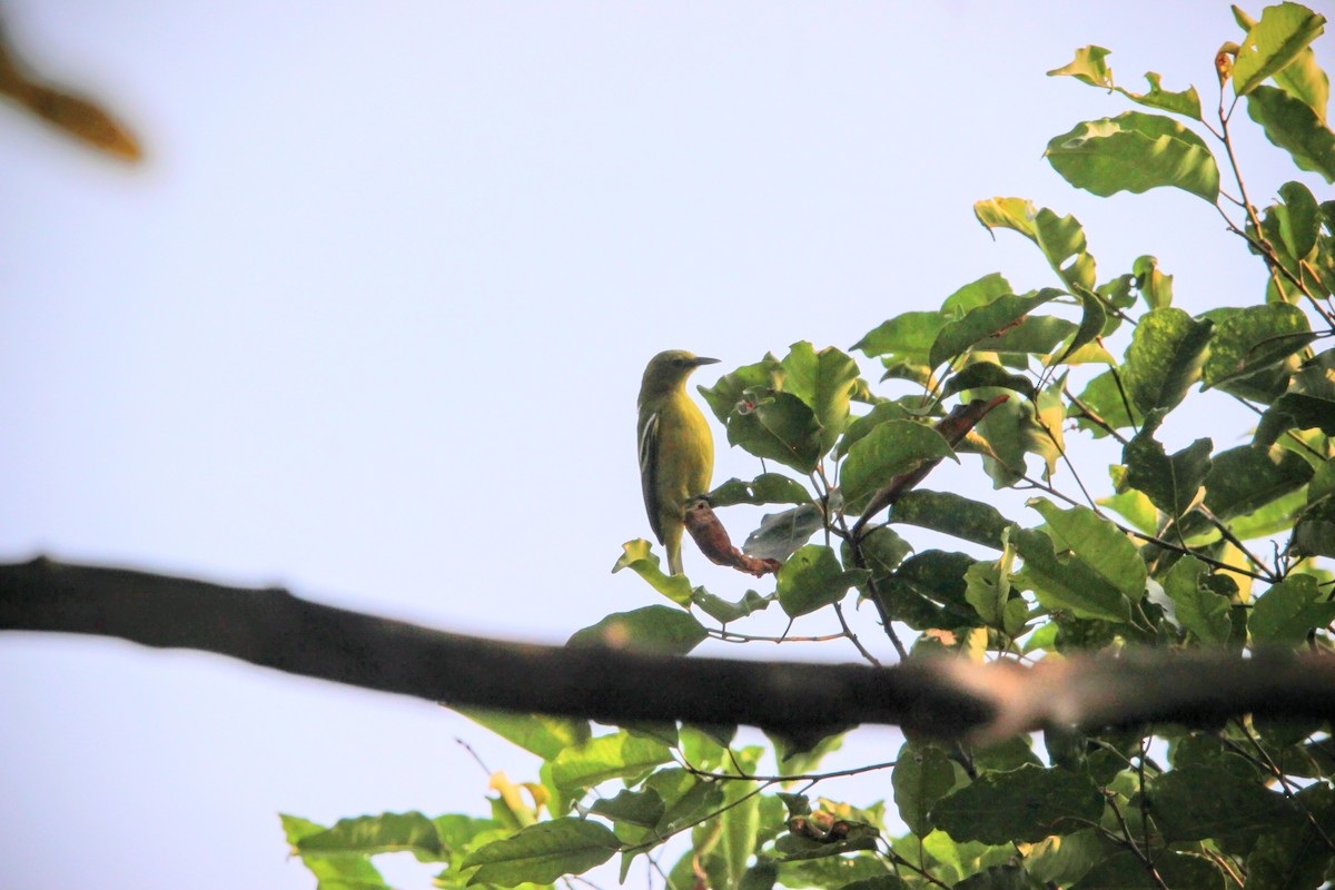 parkløvfugl - ML647016764