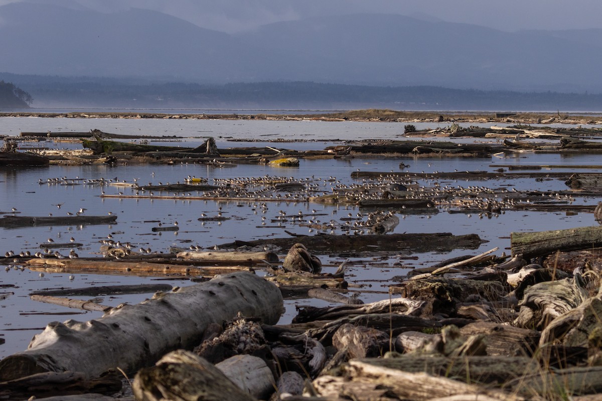 黑腹濱鷸 - ML647016773