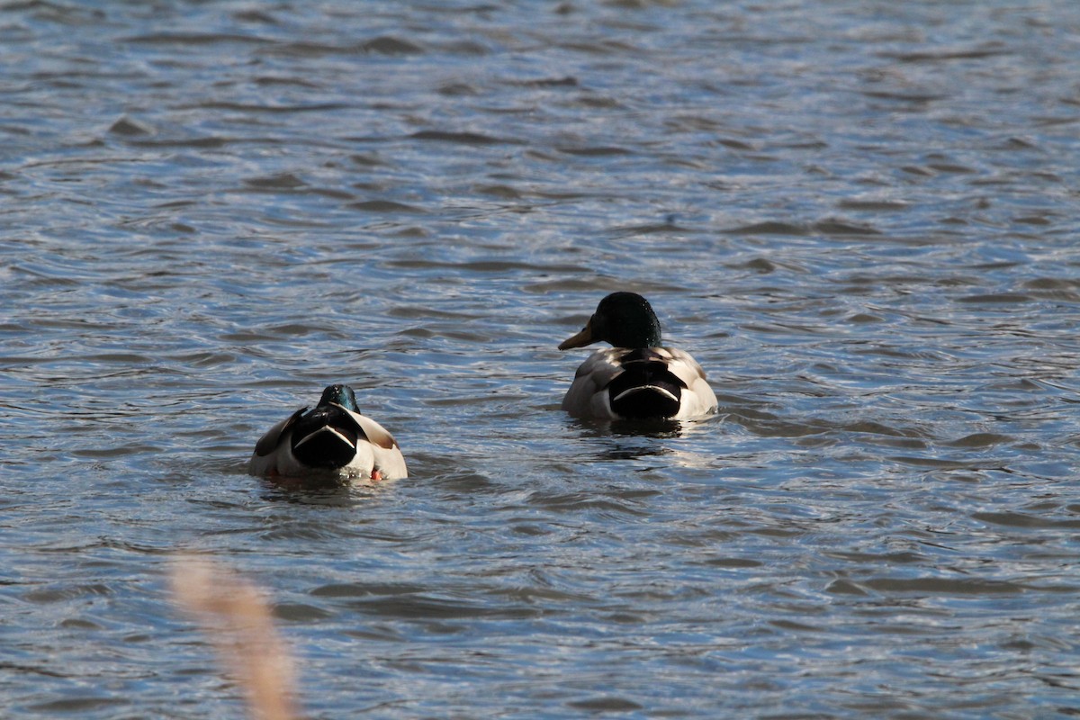 Mallard - ML647016774