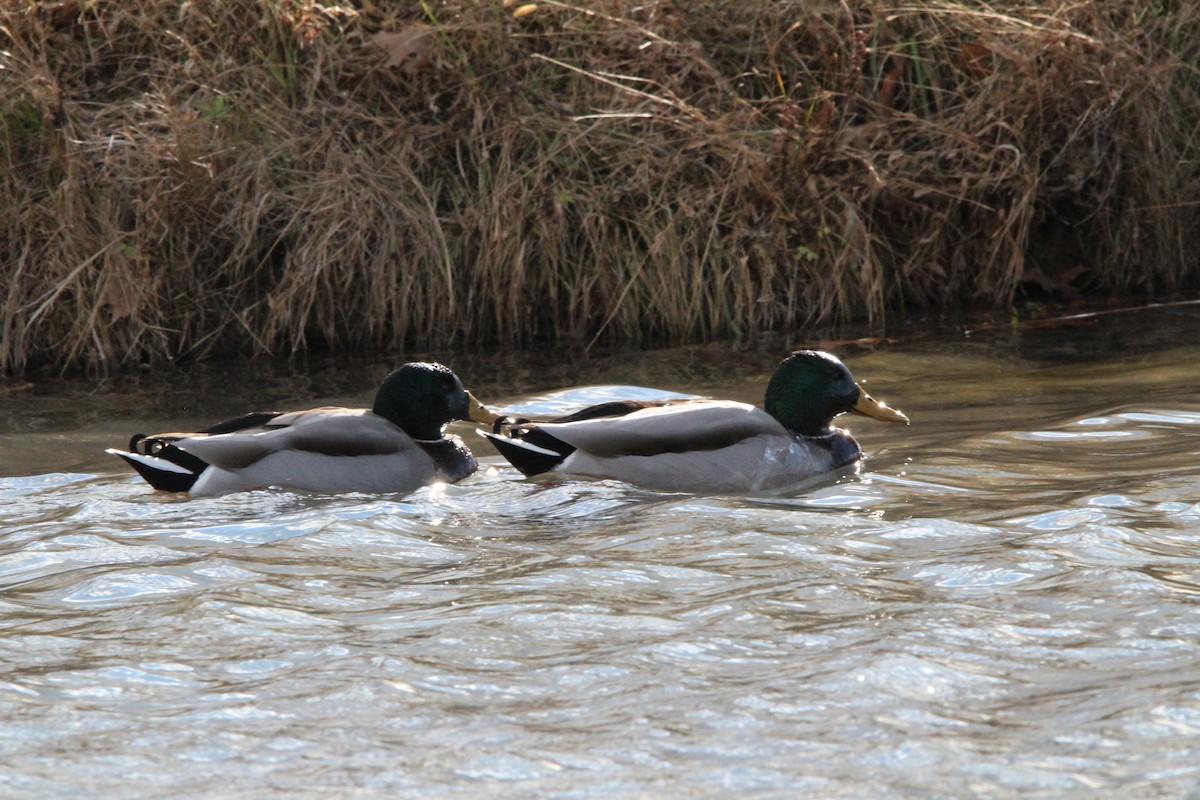 Mallard - ML647016775