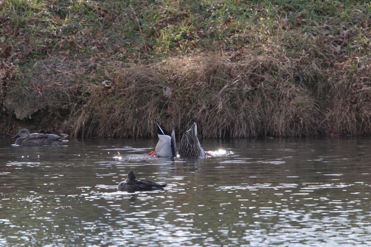 Mallard - ML647016776