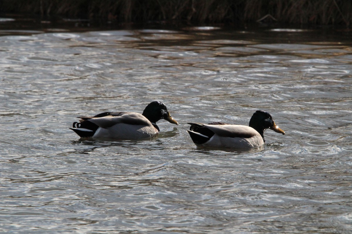 Mallard - ML647016777