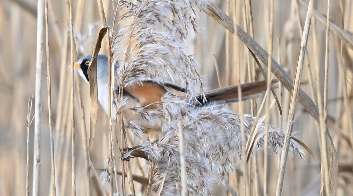 Сахалт хөх бух - ML647016779