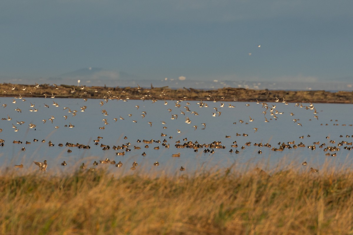 黑腹濱鷸 - ML647016783