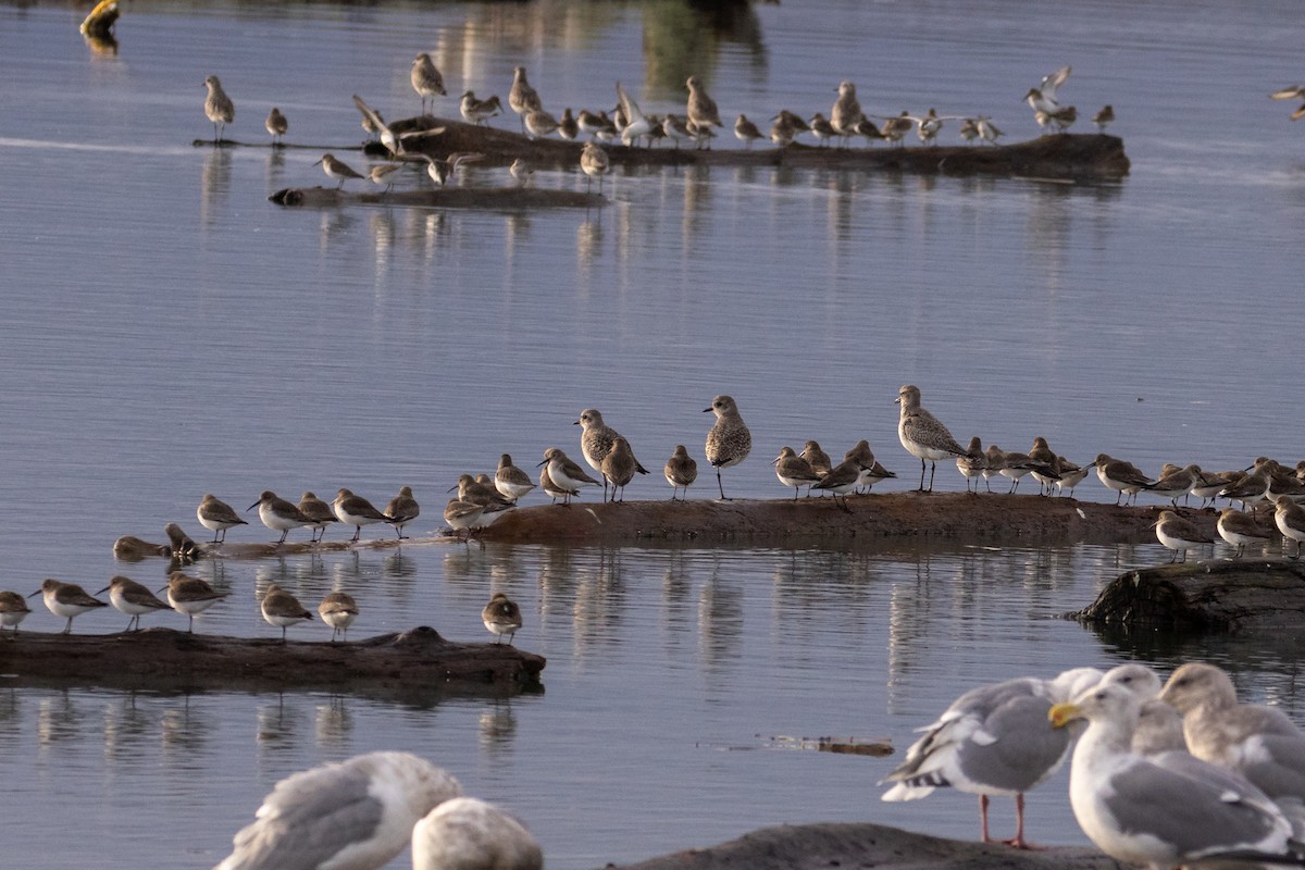Black-bellied Plover - ML647016786