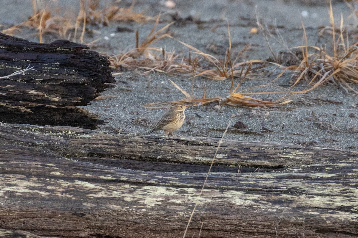American Pipit - ML647016792