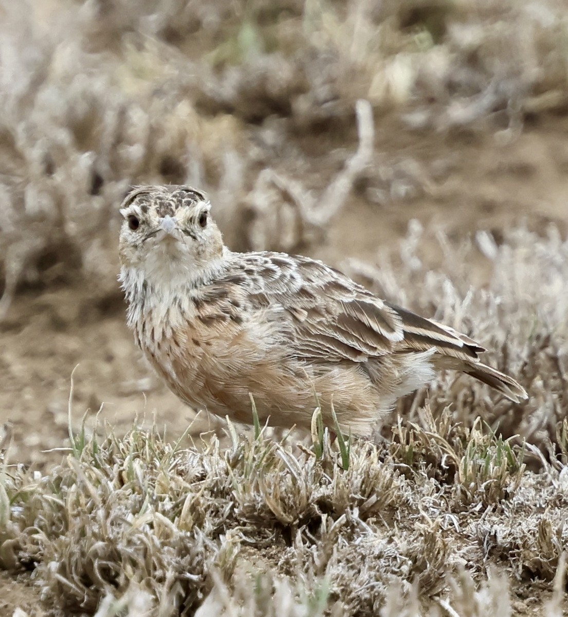 Beesley's Lark - ML647016798