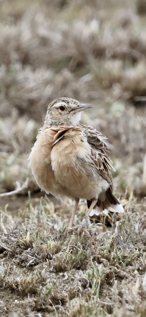 Beesley's Lark - ML647016800