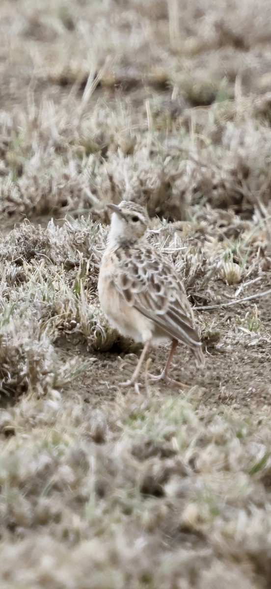Beesley's Lark - ML647016801