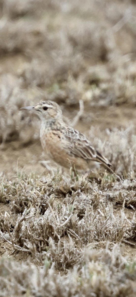 Beesley's Lark - ML647016802