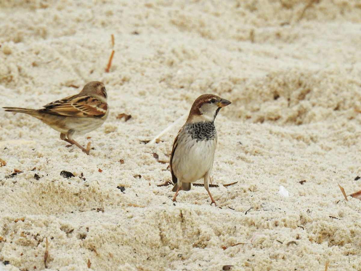 Spanish Sparrow - ML647016804
