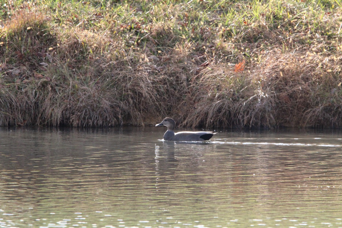 Gadwall - ML647016810