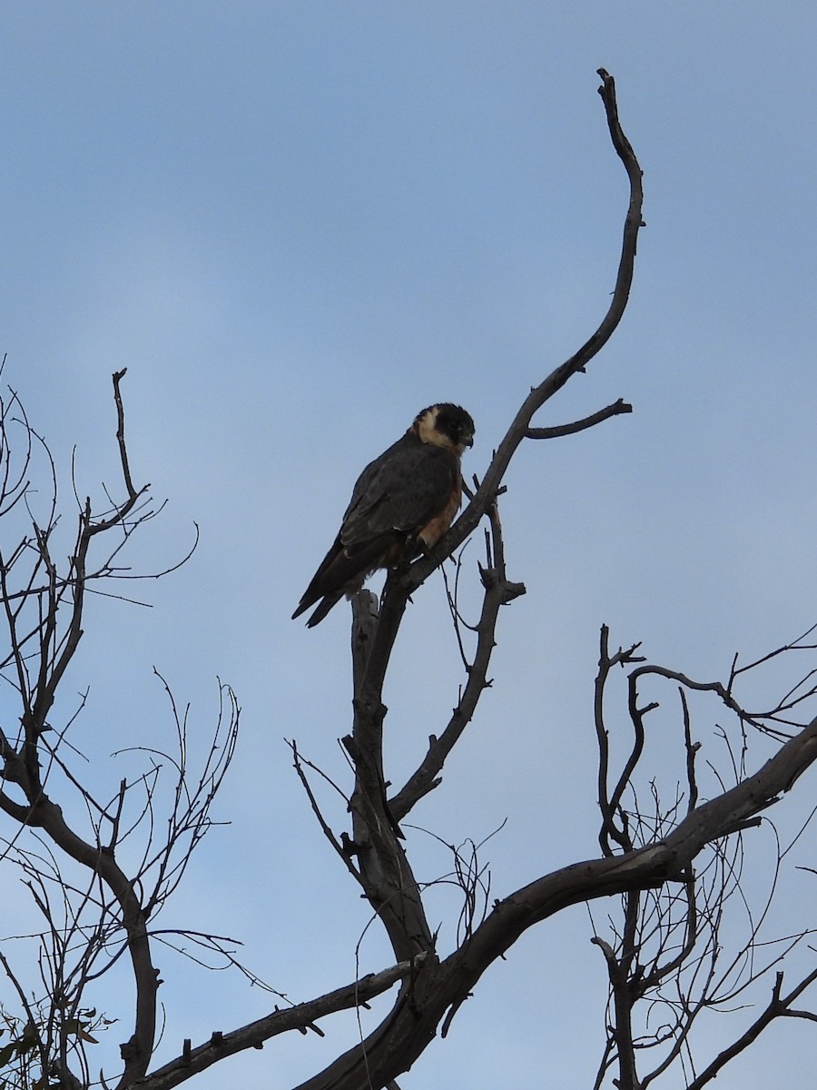 Australian Hobby - ML647016812