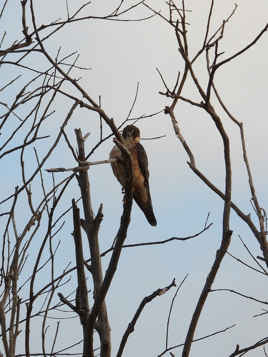 Australian Hobby - ML647016813