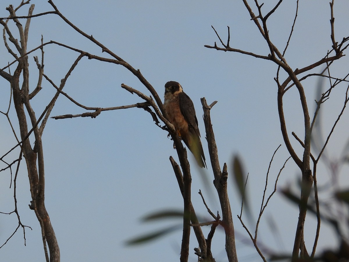 Australian Hobby - ML647016814