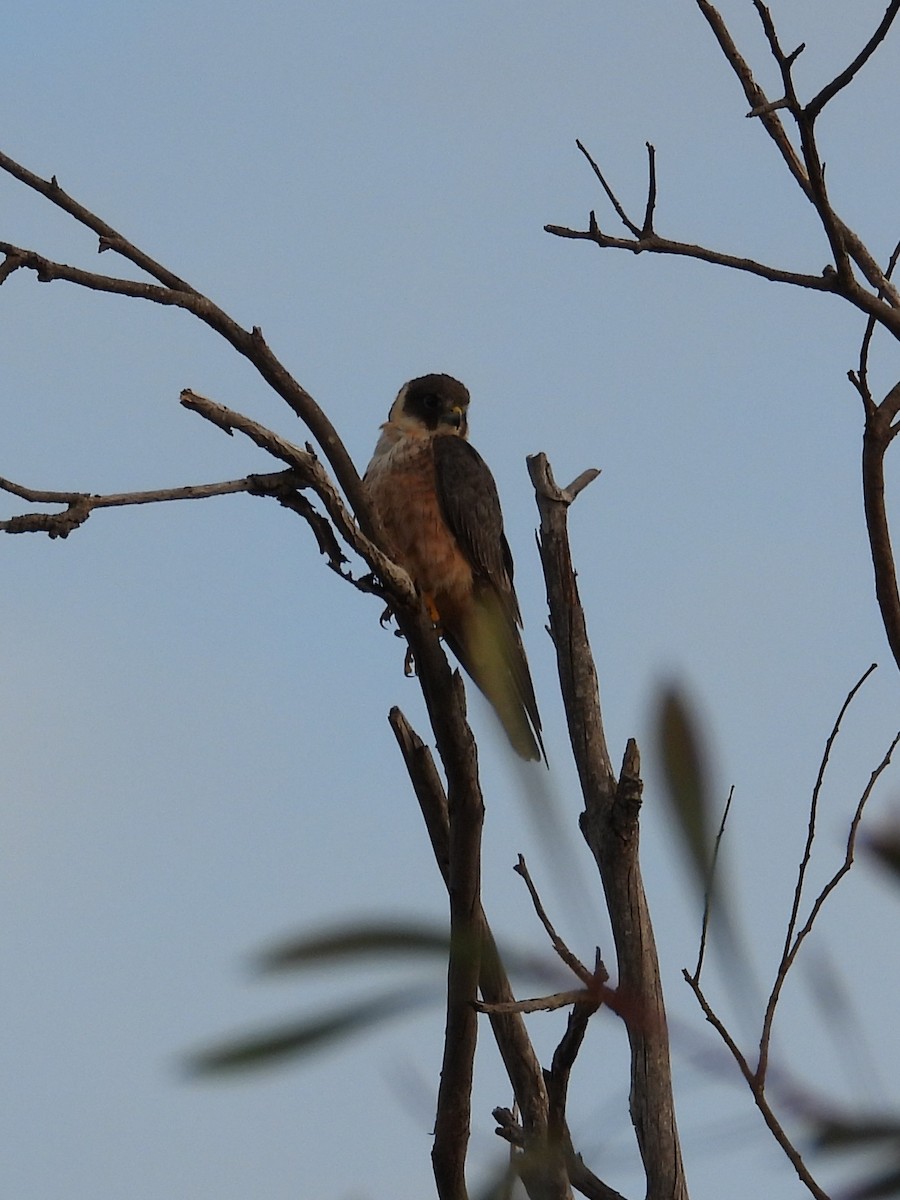 Australian Hobby - ML647016815