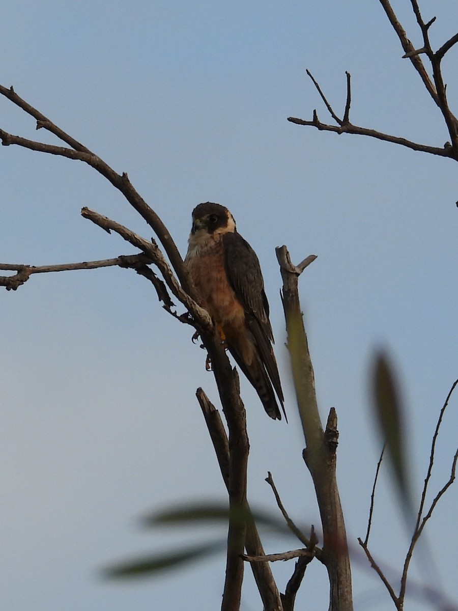Australian Hobby - ML647016816
