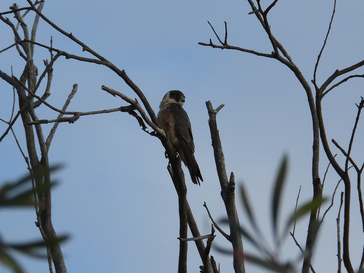 Australian Hobby - ML647016817