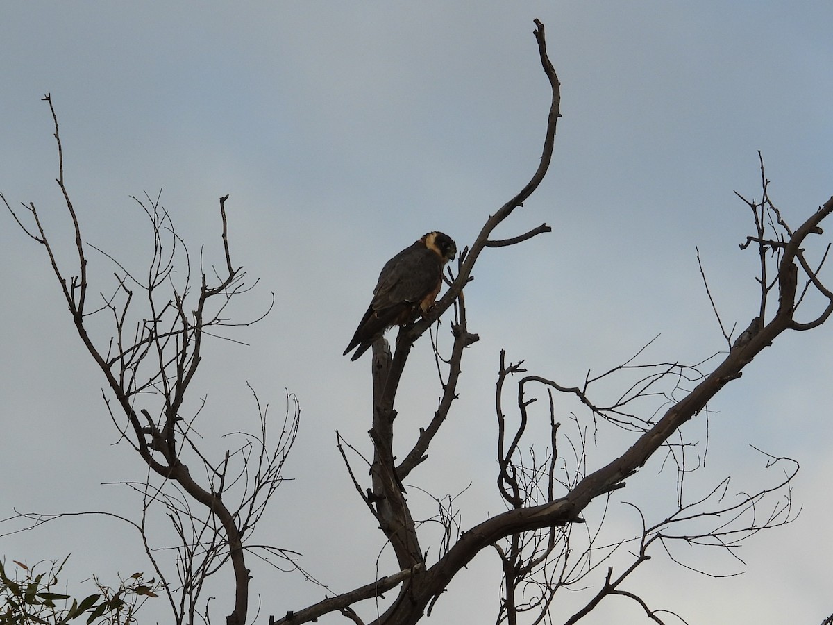 Australian Hobby - ML647016818
