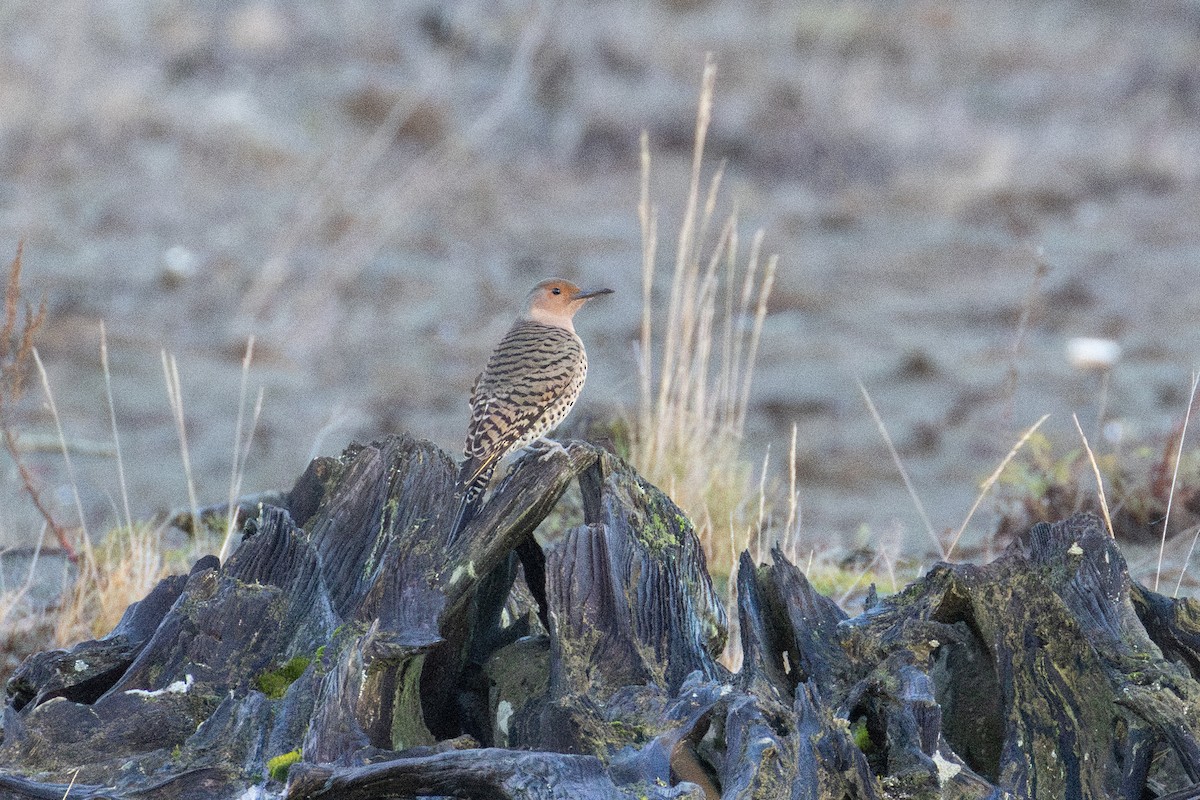 Northern Flicker - ML647016819