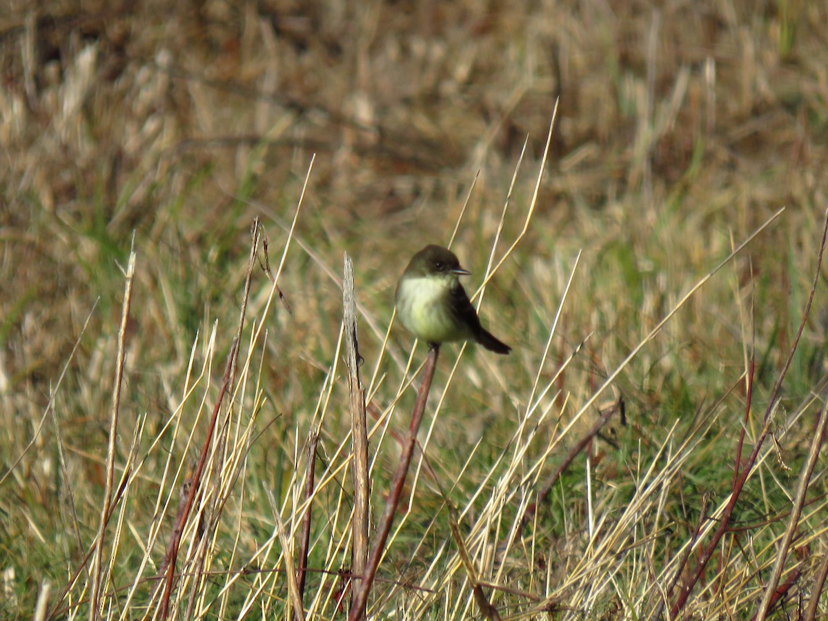 Mosquero Fibí - ML647016820